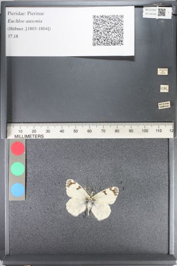 Media type: image;   Entomology 134169